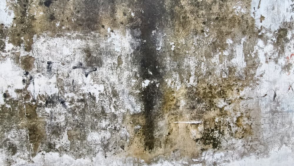 Stains, Mold, & Mildew